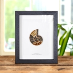 Minibeast Ammonite Cut & Polished Fossil In Box Frame (Cleoniceras sp)