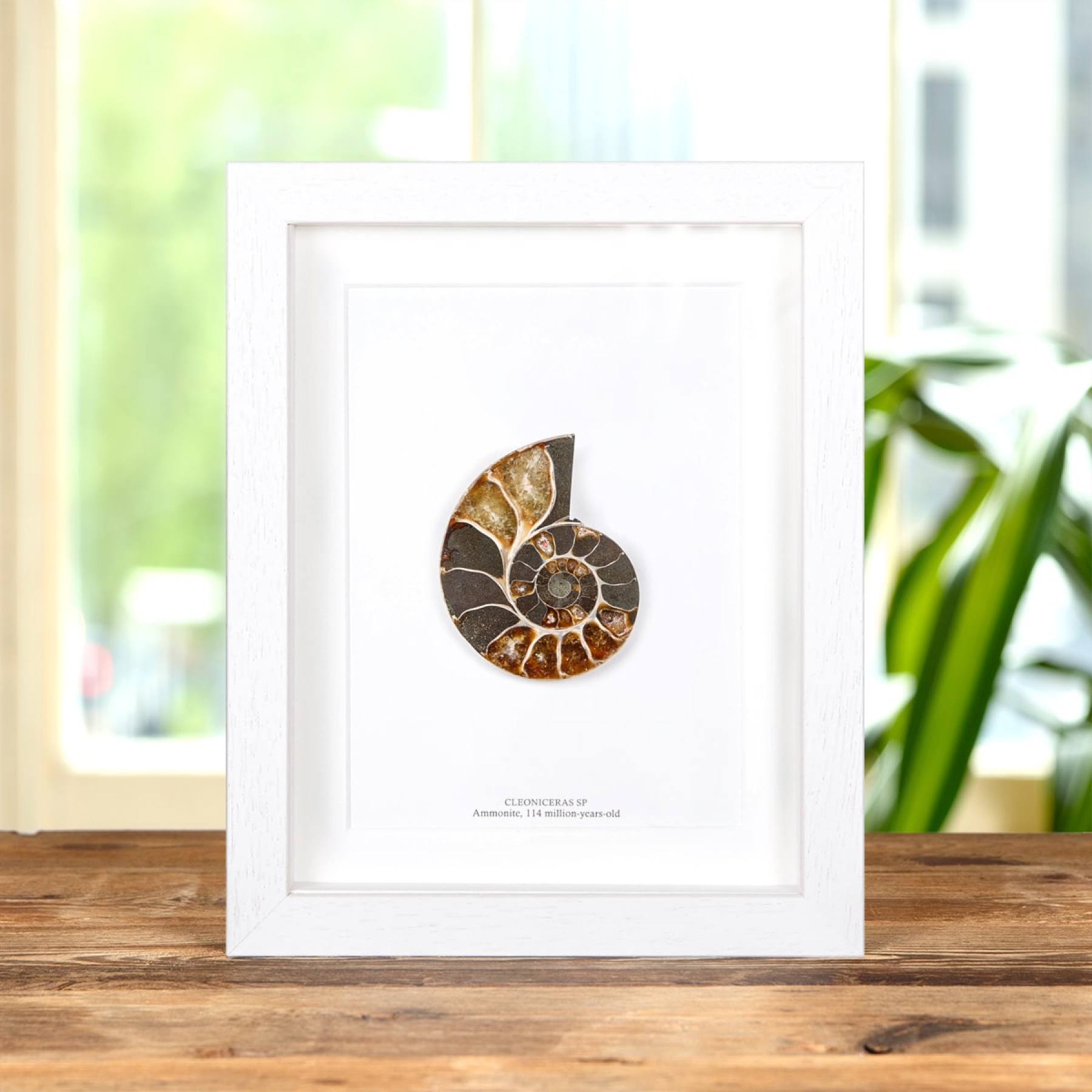 Ammonite Cut & Polished Fossil In Box Frame (Cleoniceras sp) Ammonite Cut & Polished Fossil In Box Frame (Cleoniceras sp)