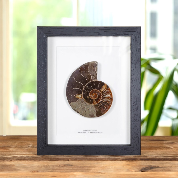 Cut & Polished Ammonite Fossil In Box Frame (Cleoniceras sp)