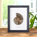 Minibeast Large Cut & Polished Ammonite Fossil In Box Frame (Cleoniceras sp)