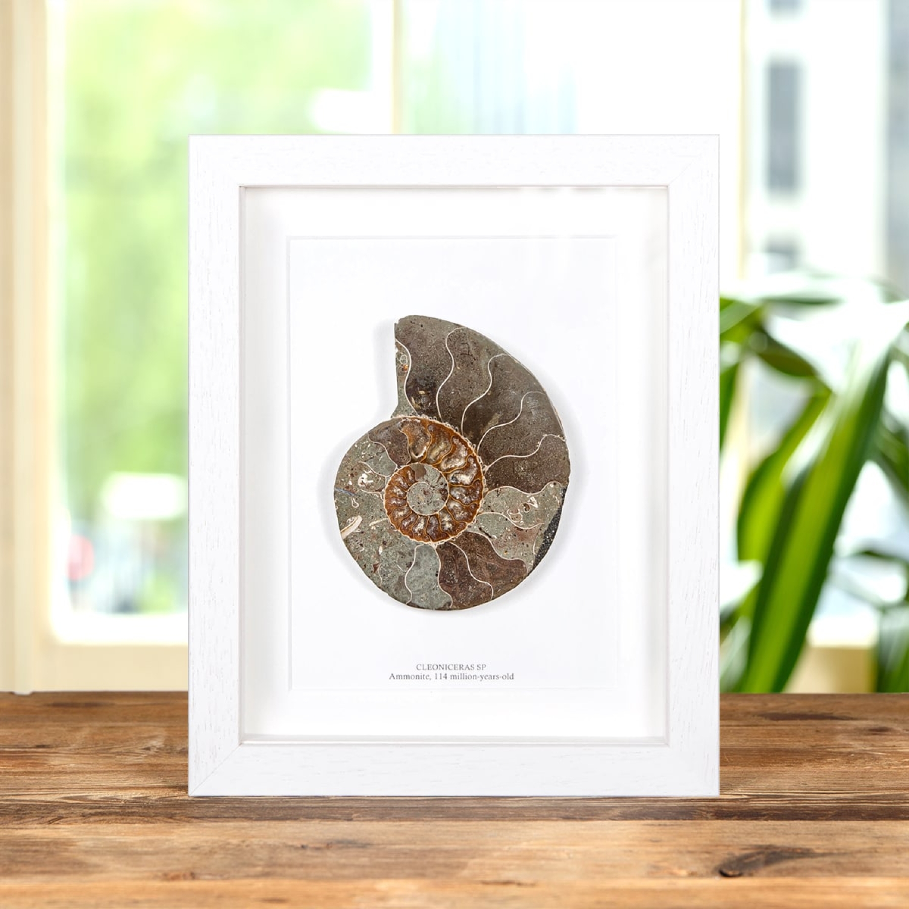 Large Cut & Polished Ammonite Fossil In Box Frame (Cleoniceras sp) Large Cut & Polished Ammonite Fossil In Box Frame (Cleoniceras sp)
