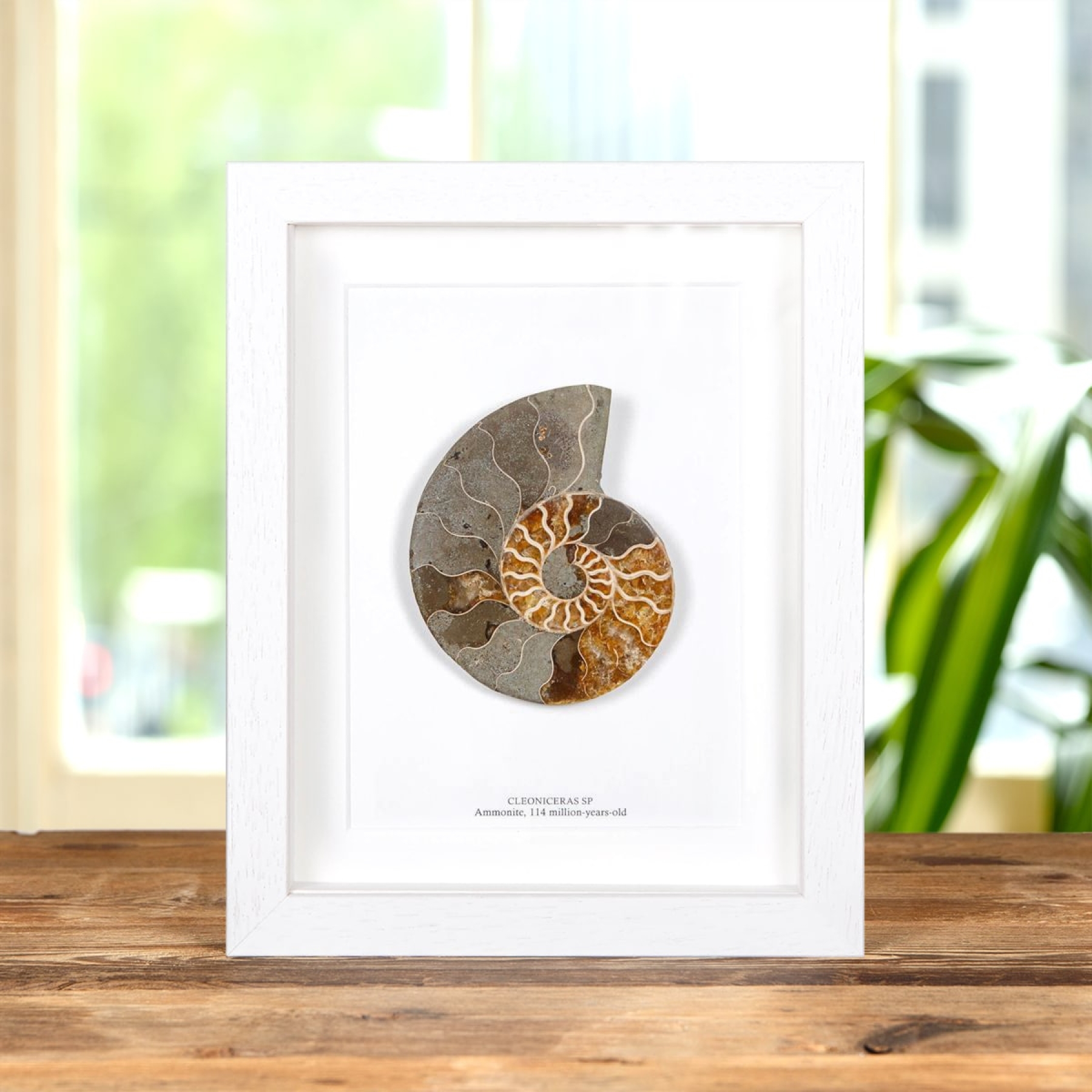 Minibeast Cut & Polished Ammonite Fossil In Box Frame (Cleoniceras sp)
