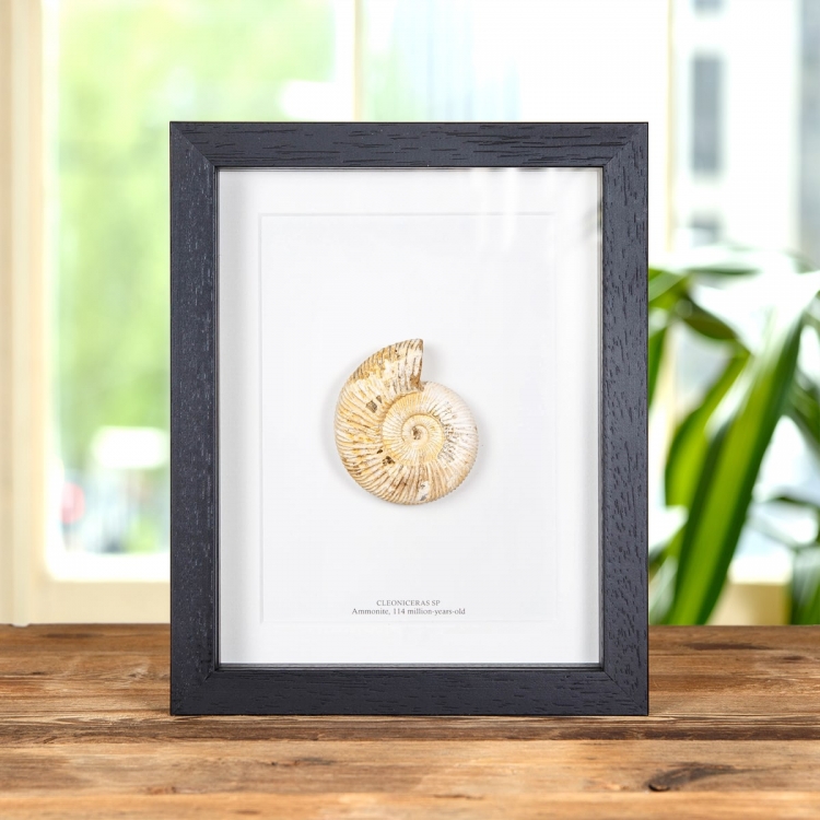 White Spine Whole Ammonite Fossil In Box Frame (Cleoniceras sp)