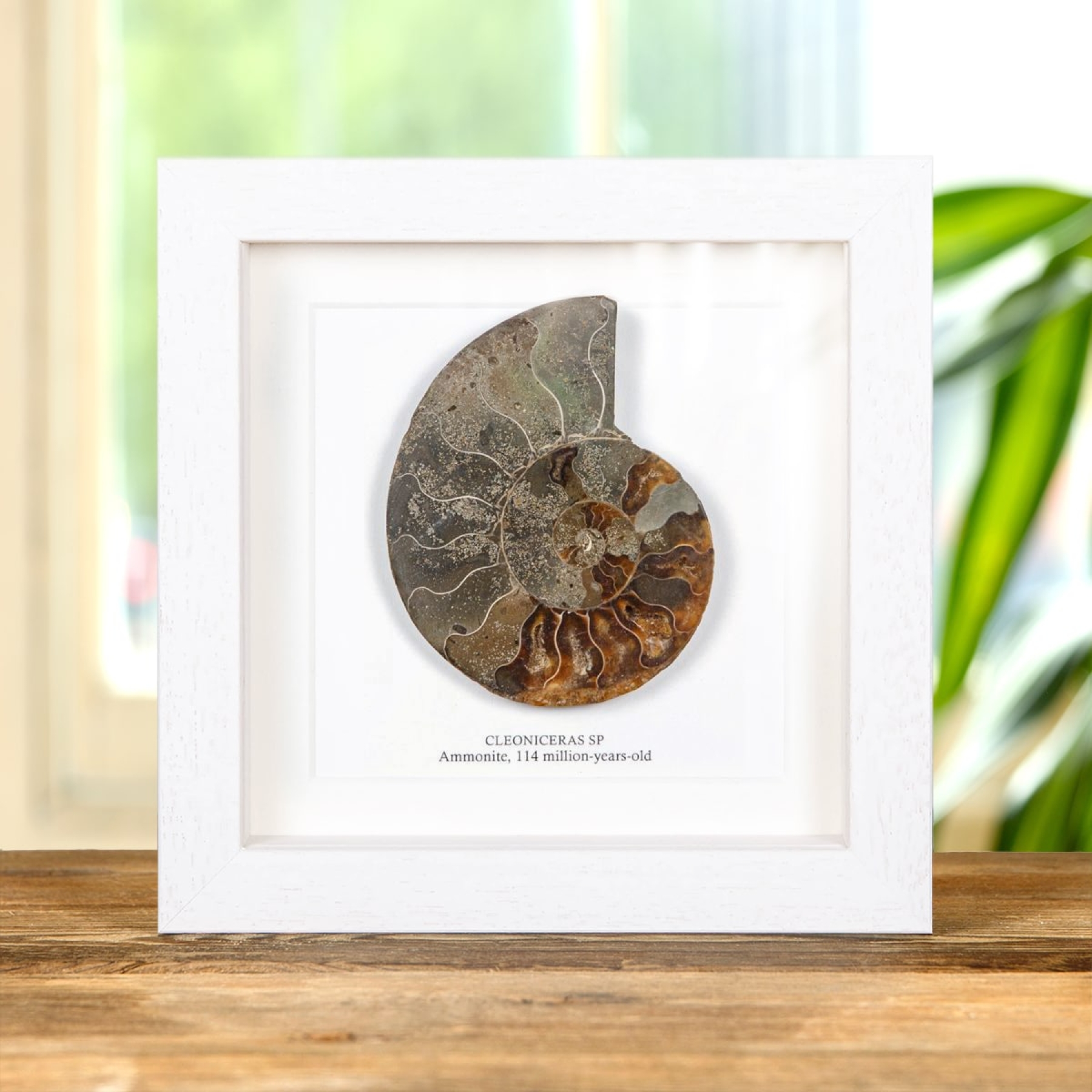 Cut & Polished Ammonite Fossil In Box Frame (Cleoniceras sp)
