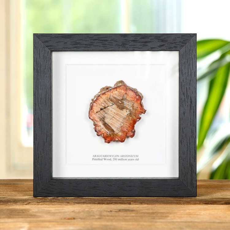 Petrified Wood In Box Frame (Araucarioxylon arizonicum)