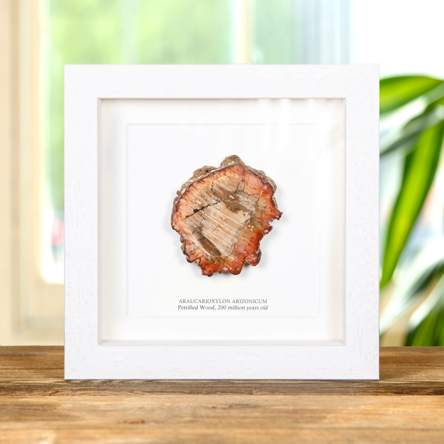 Petrified Wood In Box Frame (Araucarioxylon arizonicum) Petrified Wood In Box Frame (Araucarioxylon arizonicum)