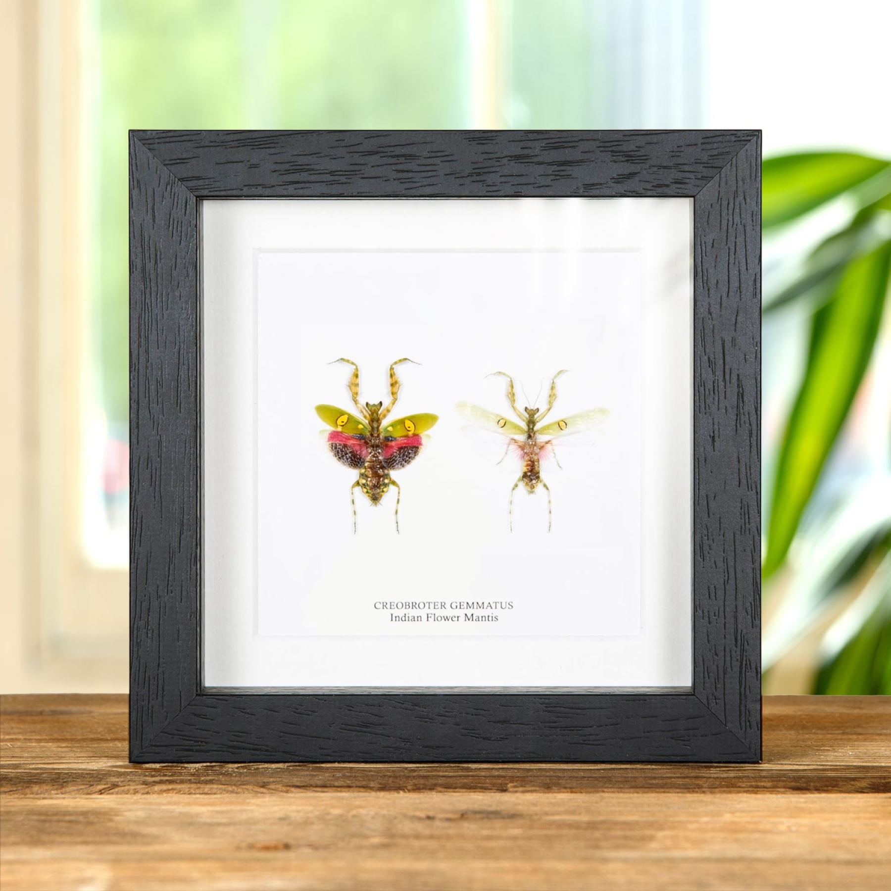 Minibeast Jewelled Flower Mantis Male & Female Pair In Box Frame (Creobroter gemmatus)