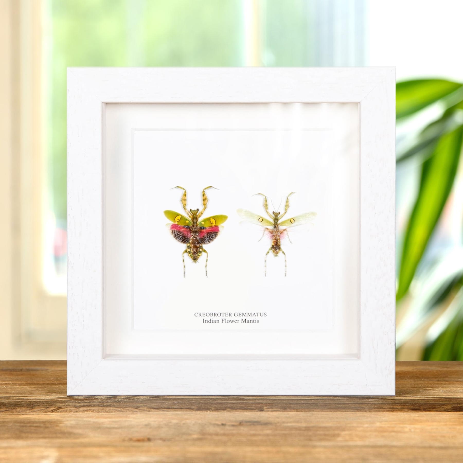 Minibeast Jewelled Flower Mantis Male & Female Pair In Box Frame (Creobroter gemmatus)