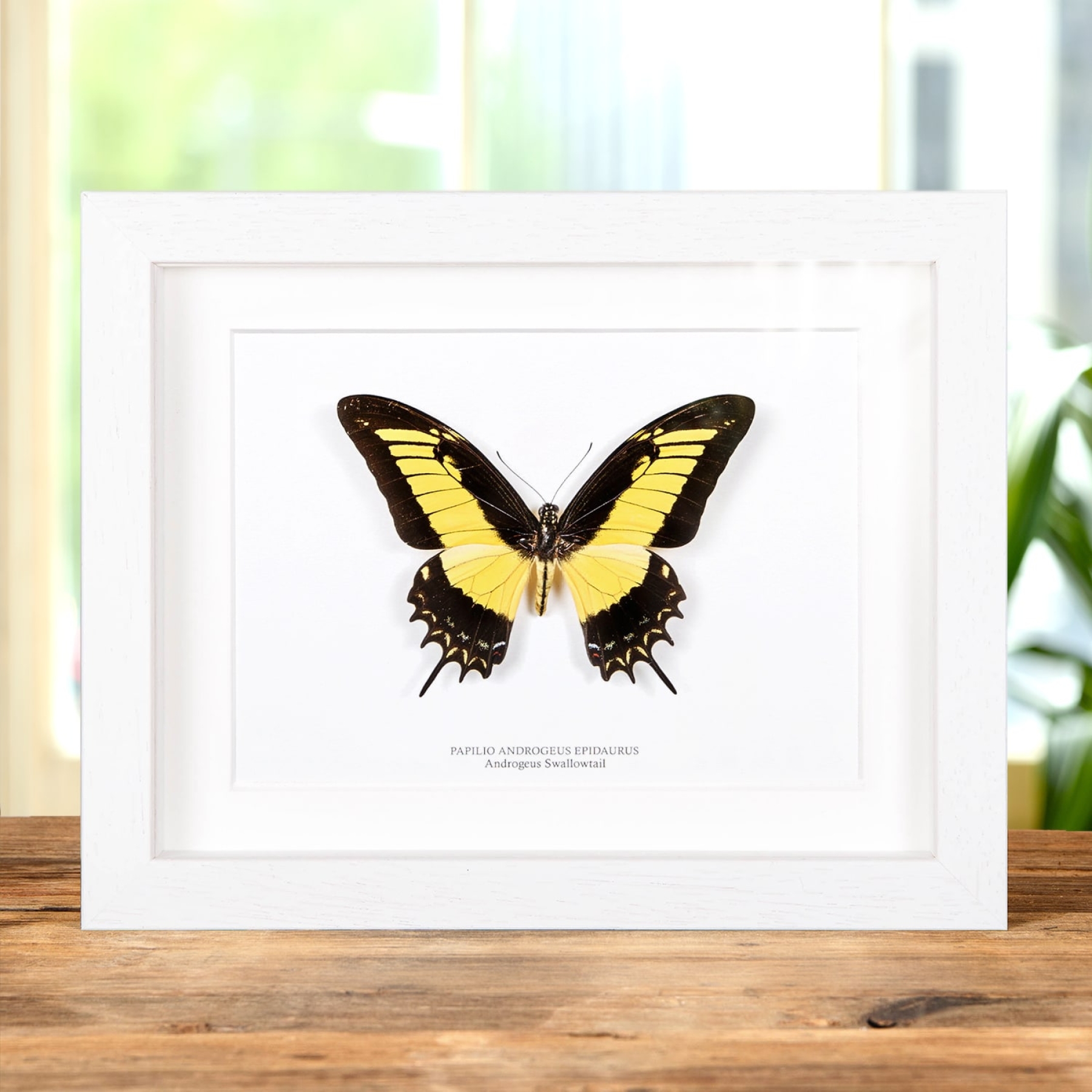 Androgeus Swallowtail Butterfly In Box Frame (Papilio androgeus epidauras)