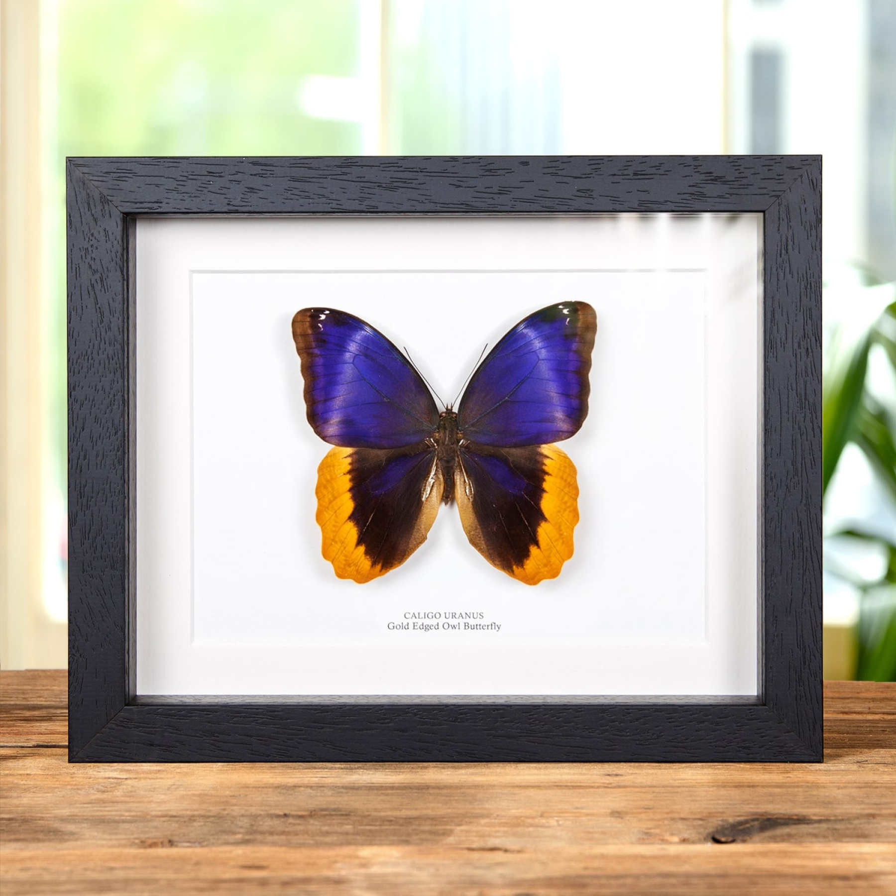 Minibeast Gold Edged Owl Butterfly In Box Frame (Caligo uranus)