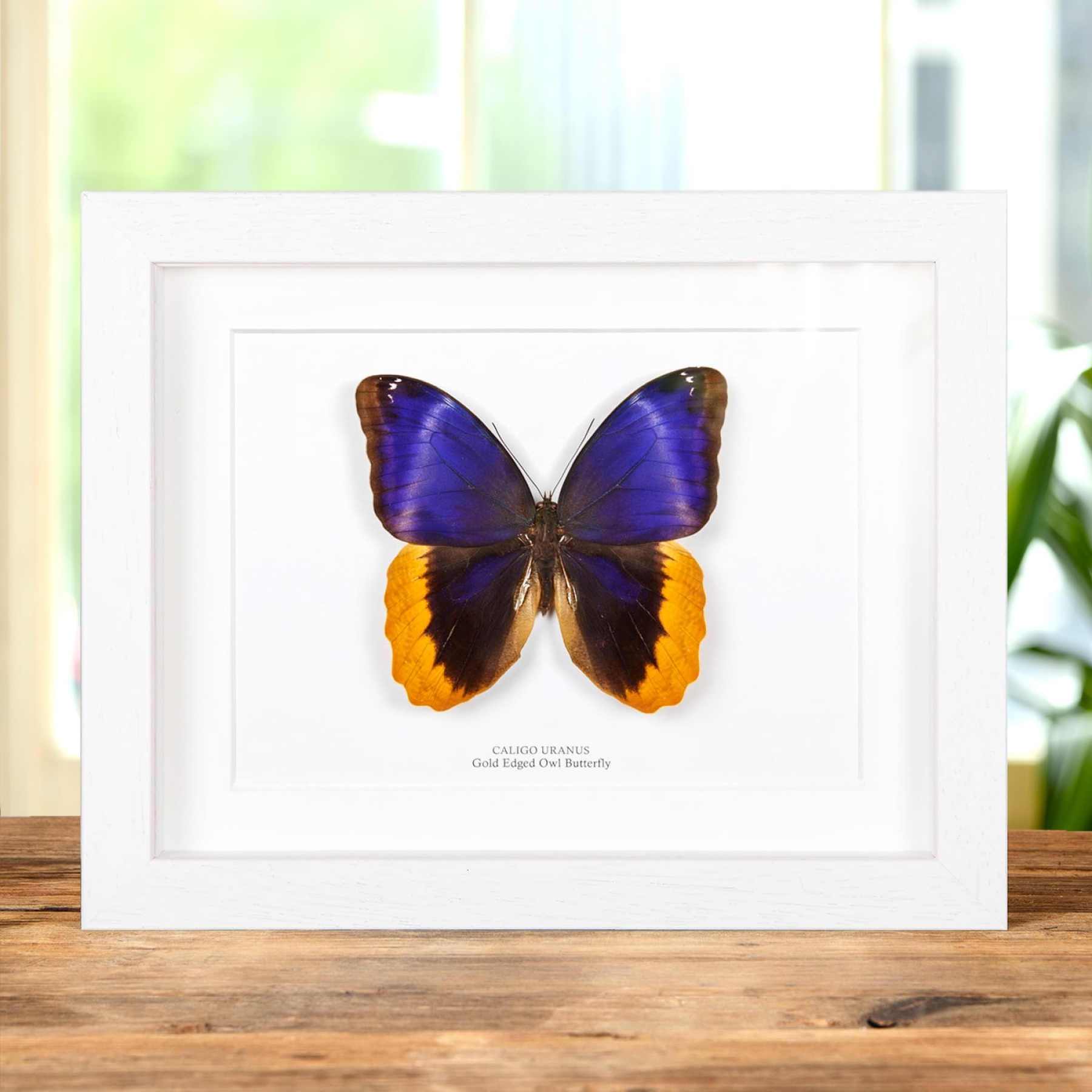 Minibeast Gold Edged Owl Butterfly In Box Frame (Caligo uranus)