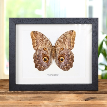 Giant Owl Butterfly In Box Frame (Caligo telamonius)