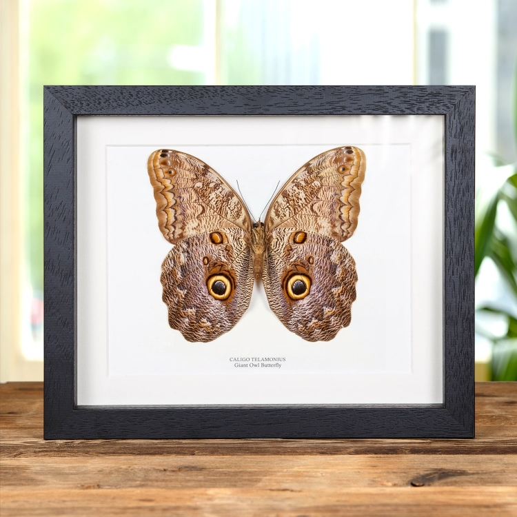 Giant Owl Butterfly In Box Frame (Caligo telamonius)