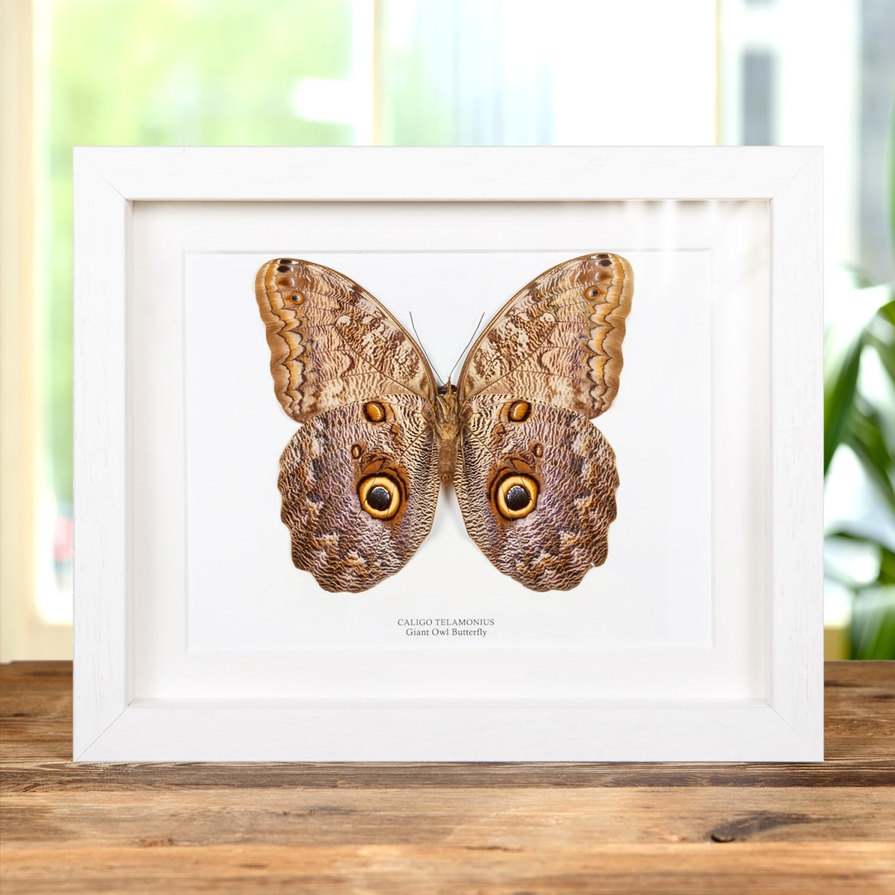Giant Owl Butterfly In Box Frame (Caligo telamonius)