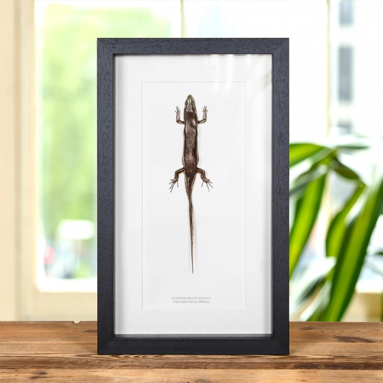 East Indian Brown Mabuya In Box Frame (Eutropis multifasciata)