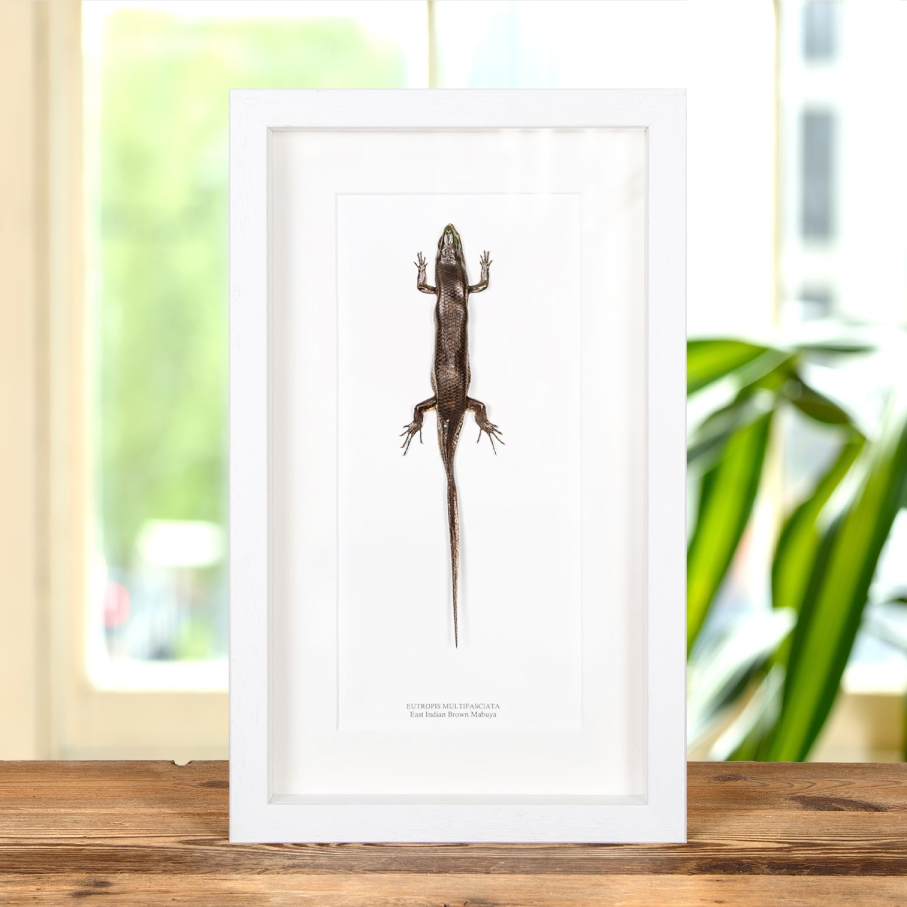 East Indian Brown Mabuya In Box Frame (Eutropis multifasciata)