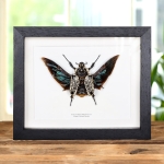 Minibeast Female Giant Goliath Beetle In Box Frame (Goliathus orientalis)