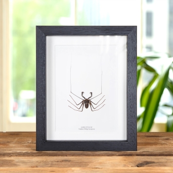 Tailless Whip Scorpion In Box Frame (Amblypygi sp)