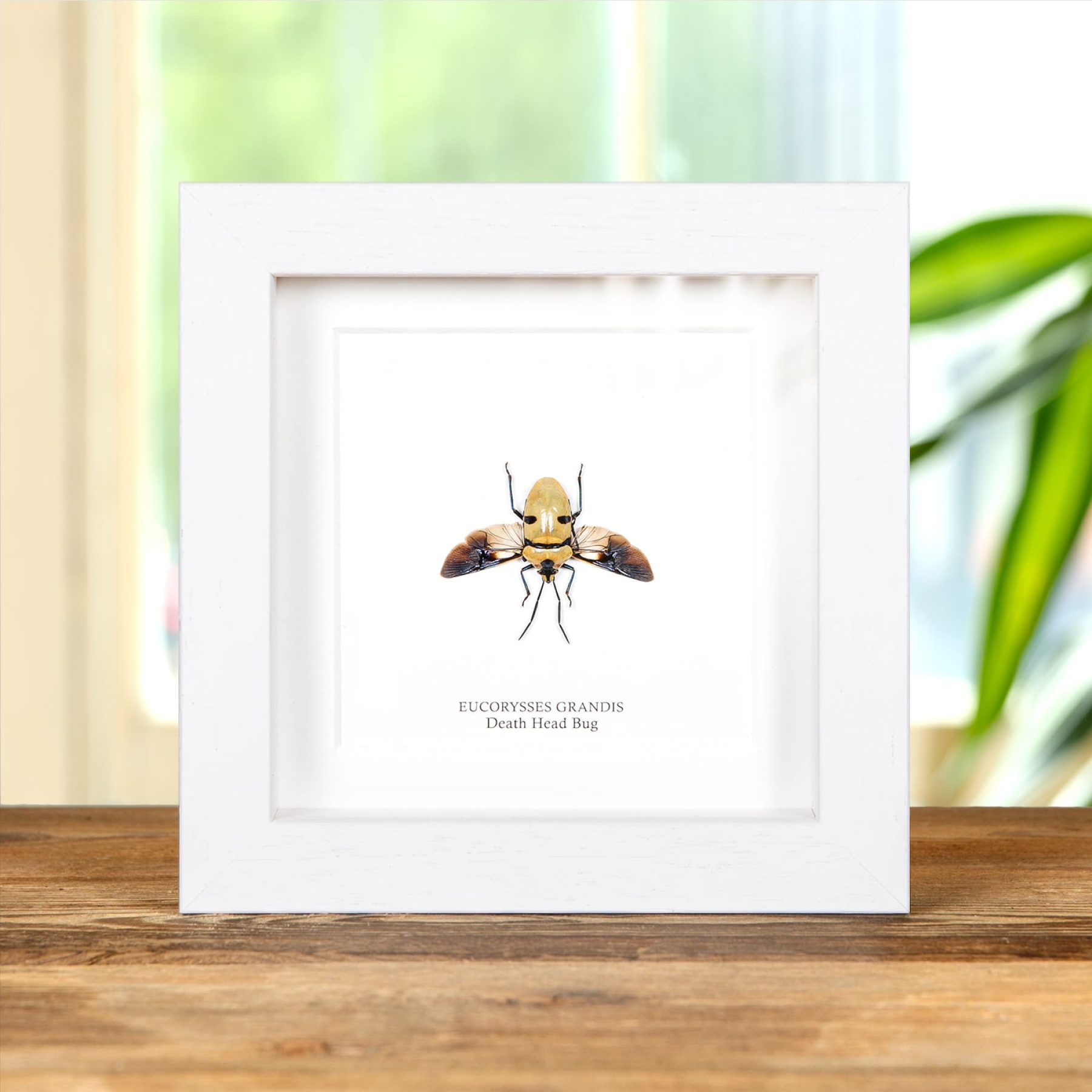 Death Head Bug with Wings Spread In Box Frame (Eucorysses grandis)