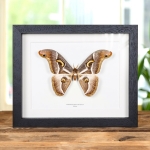 Epiphora Rectifascia From Africa Frame Minibeast Epiphora Rectifascia From Africa Frame