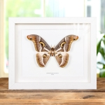 Epiphora Rectifascia From Africa Frame