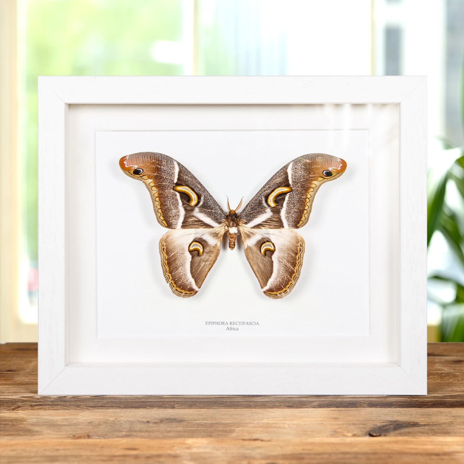 Epiphora Rectifascia From Africa Frame Epiphora Rectifascia From Africa Frame