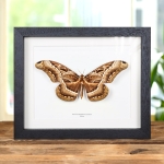 Minibeast Dactyloceras lucina Moth in Box Frame From Africa