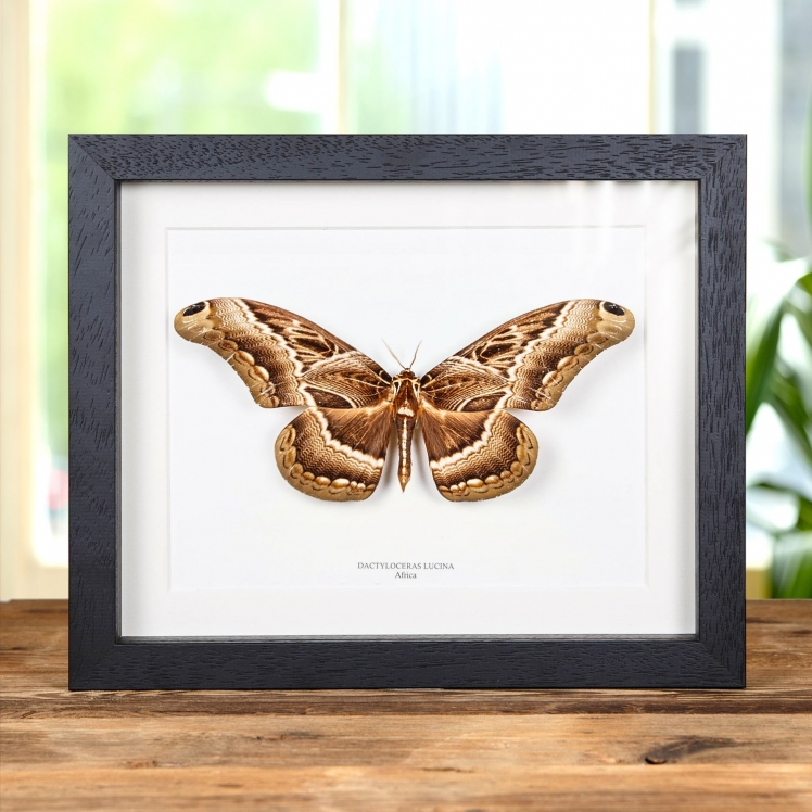 Dactyloceras lucina Moth in Box Frame From Africa Dactyloceras lucina Moth in Box Frame From Africa