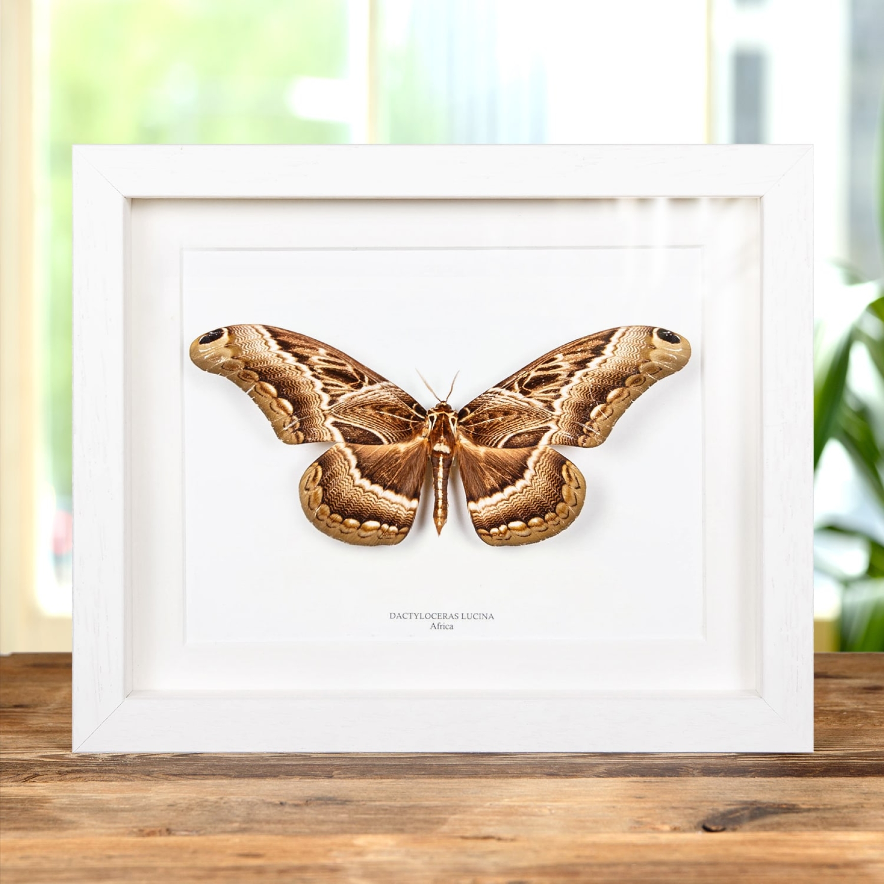 Dactyloceras lucina Moth in Box Frame From Africa