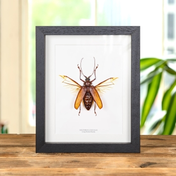 Long Horn Beetle In Box Frame (Xixuthrus lunicollis)