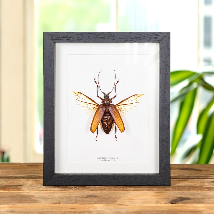 Long Horn Beetle In Box Frame (Xixuthrus lunicollis)