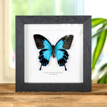Blue Emperor Butterfly In Box Frame (Papilio ulysses telegonus)