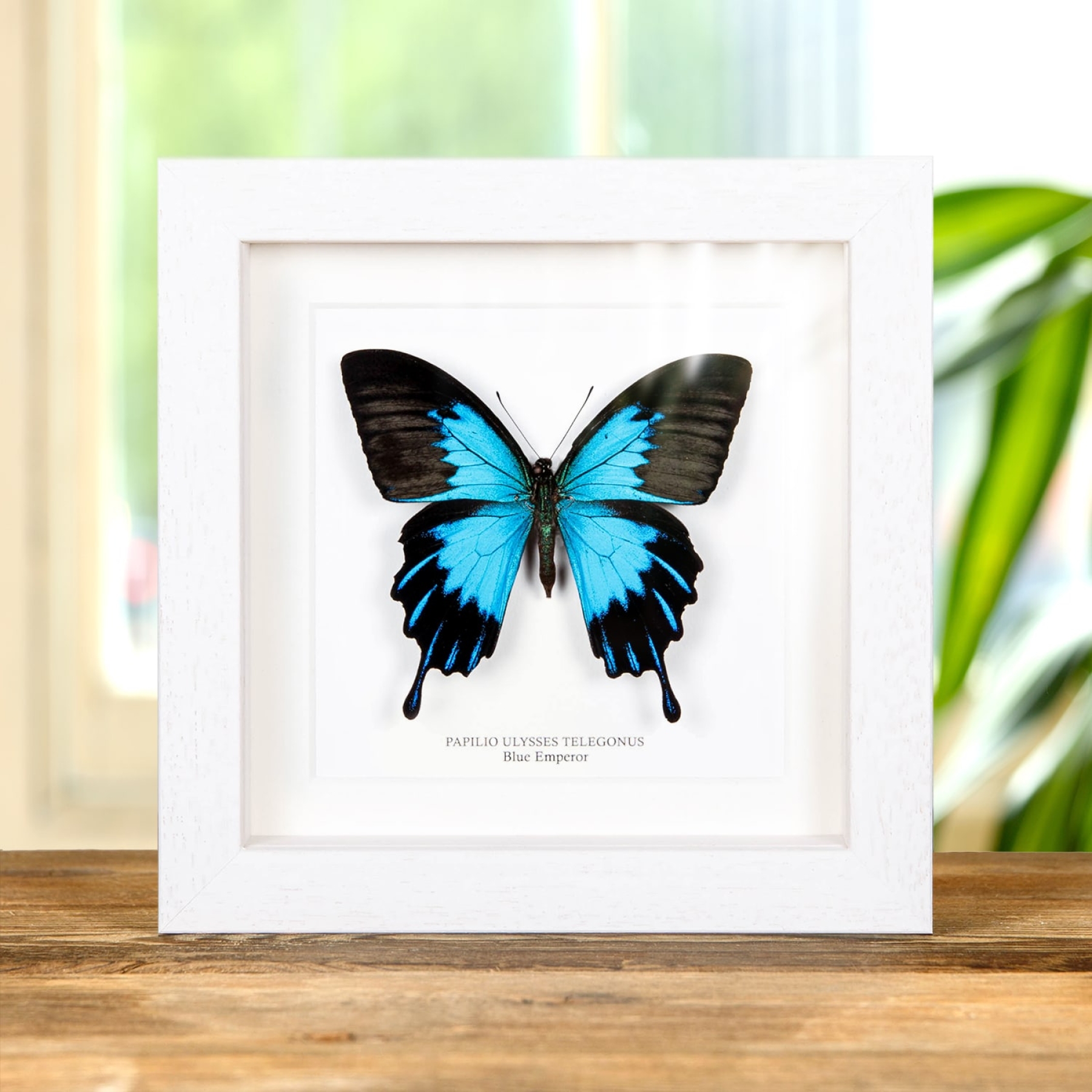Minibeast Blue Emperor Butterfly In Box Frame (Papilio ulysses telegonus)