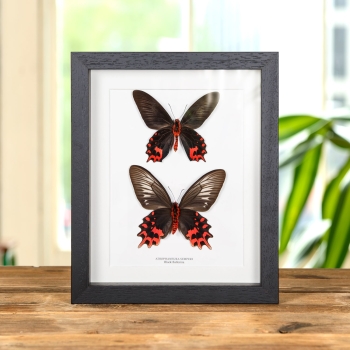 Black Ballerina Butterfly Male & Female Pair In Box Frame (Atrophaneura semperi)