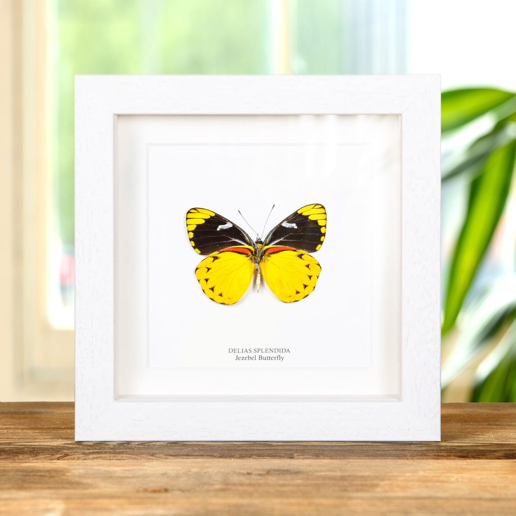 Jezebel Butterfly In Box Frame (Delias splendida) Jezebel Butterfly In Box Frame (Delias splendida)