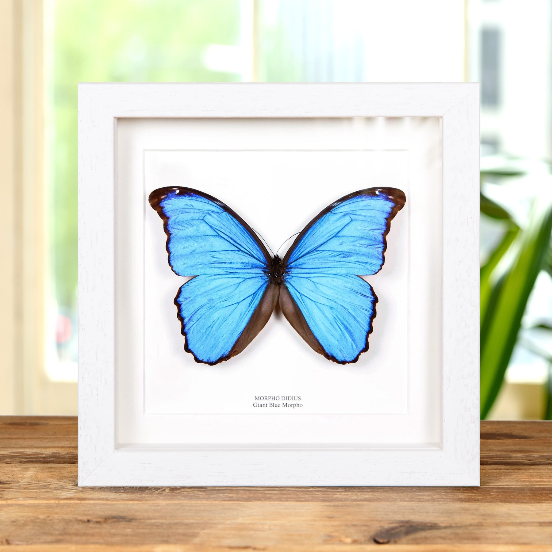 Blue Morpho Butterfly (Morpho didius) Blue Morpho Butterfly (Morpho didius)