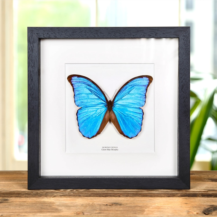 Framed Blue Morpho Butterfly | Morpho didius | Minibeast