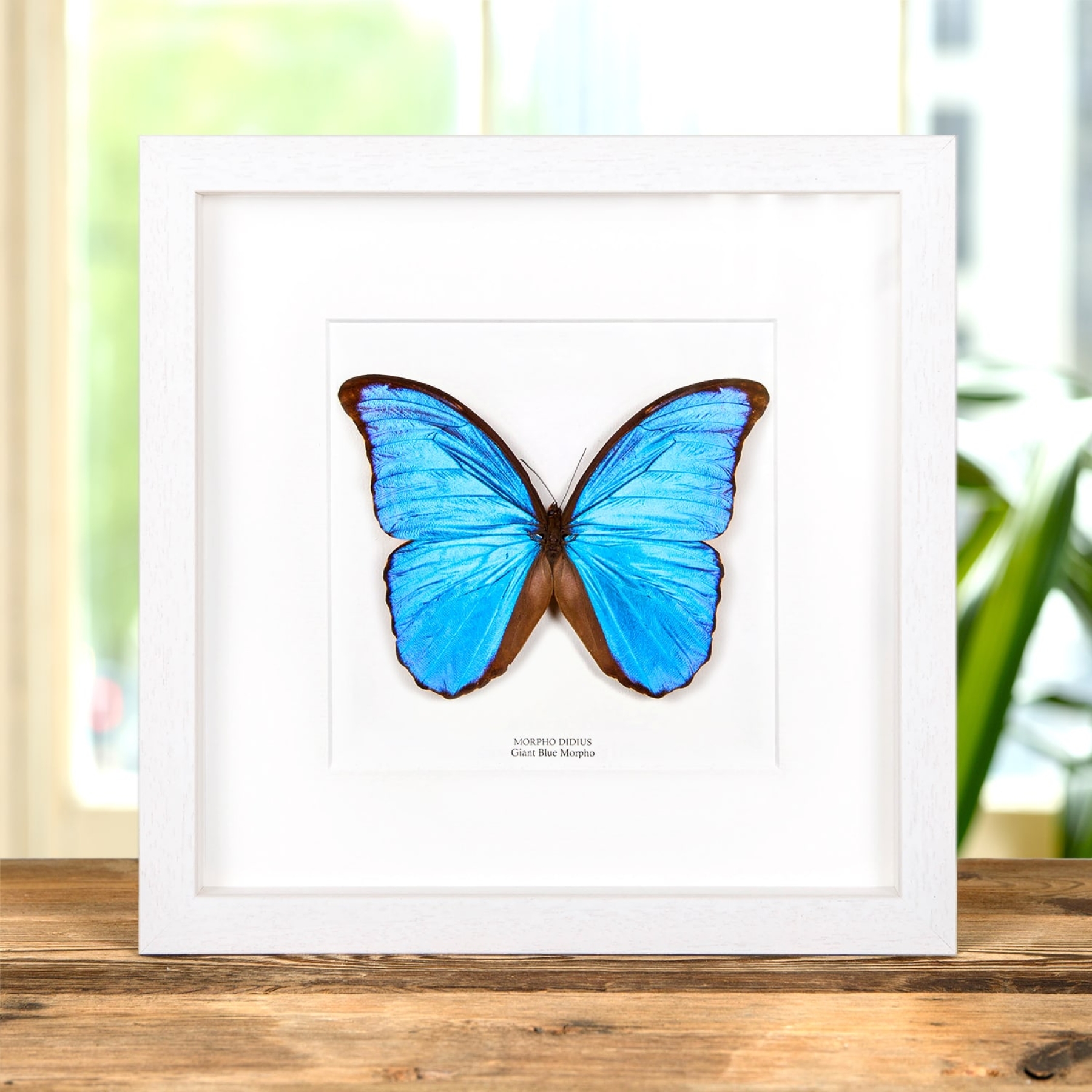 Blue Morpho Butterfly In 10 x 10 Box Frame (Morpho didius)