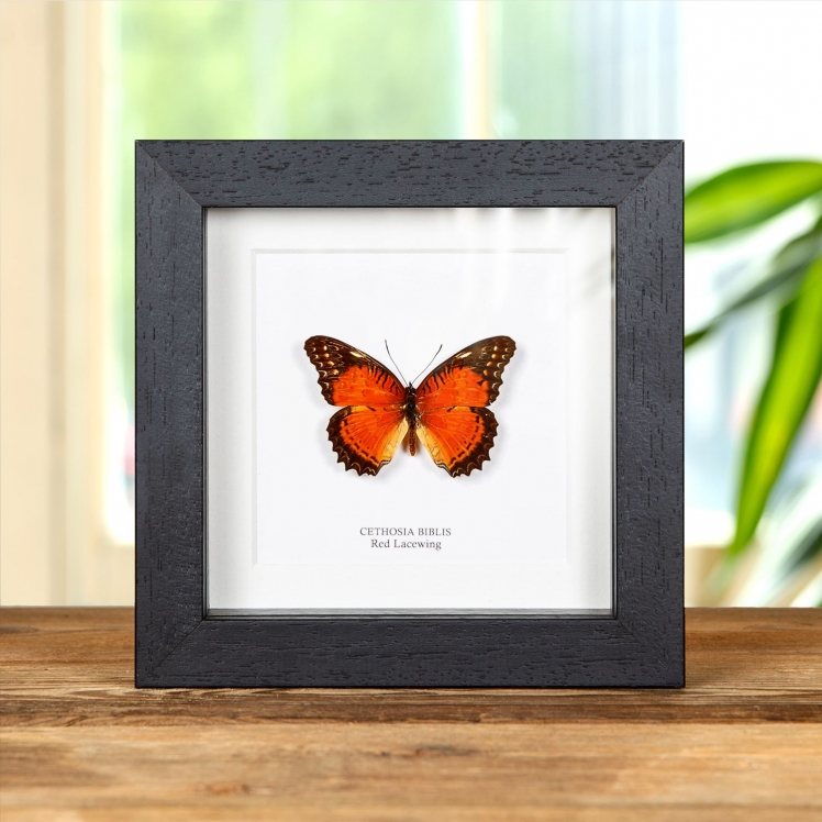 Red Lacewing In Box Frame (Cethosia biblis) Red Lacewing In Box Frame (Cethosia biblis)
