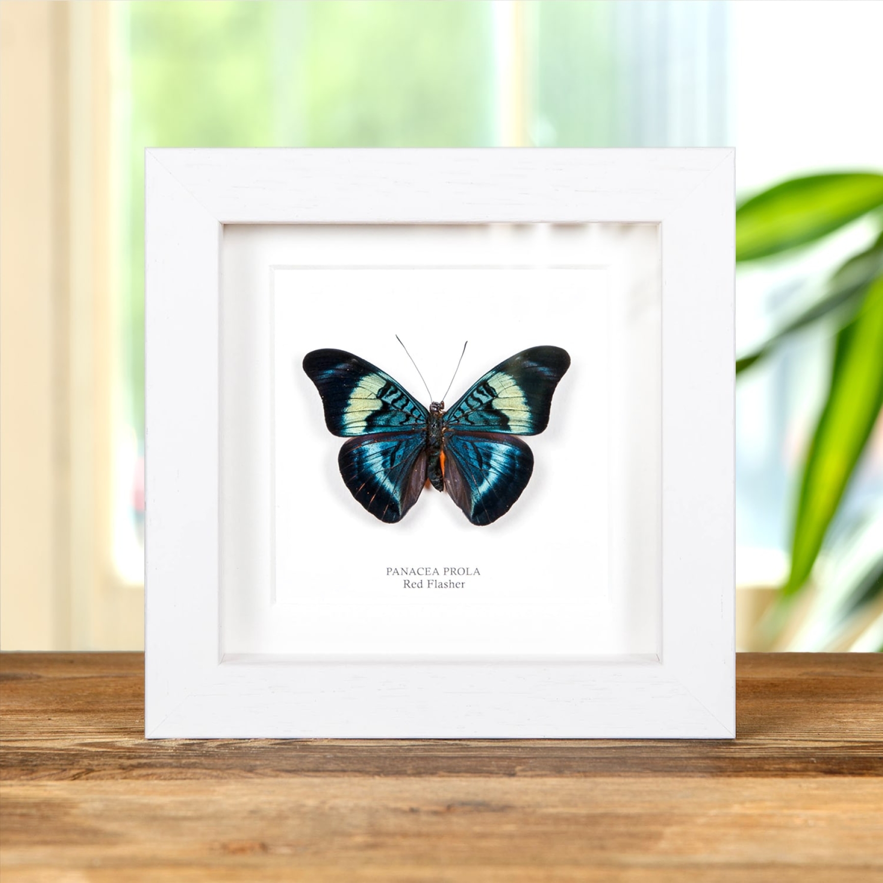 Red Flasher In Box Frame (Panacea prola)