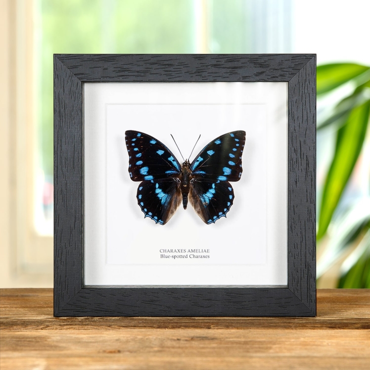 Blue-Spotted Charaxes In Box Frame (Charaxes ameliae)
