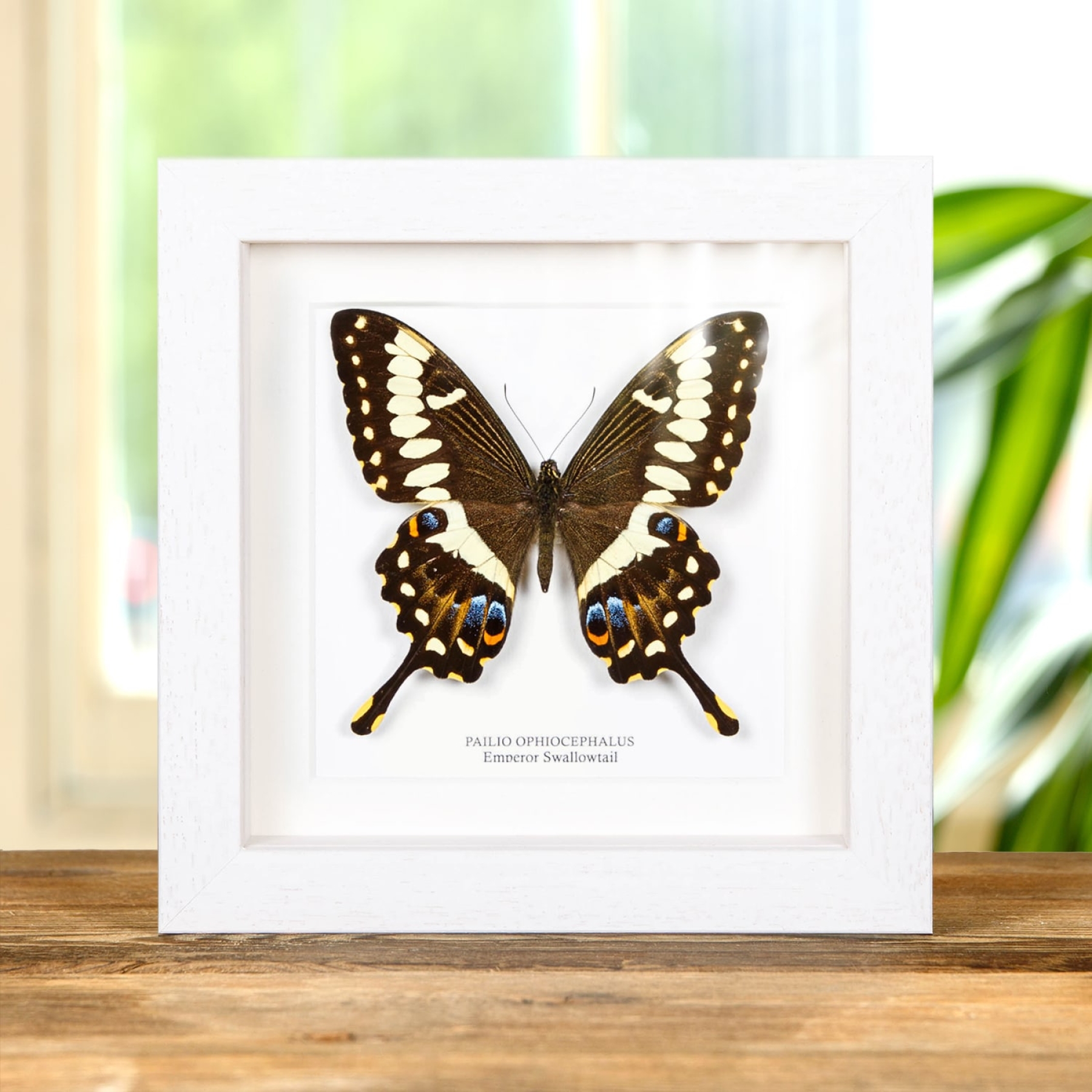 Emperor Swallowtail In Box Frame (Papilio ophidicephalus)