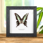 Minibeast Glassy Bluebottle Butterfly In Box Frame (Graphium cloanthus)