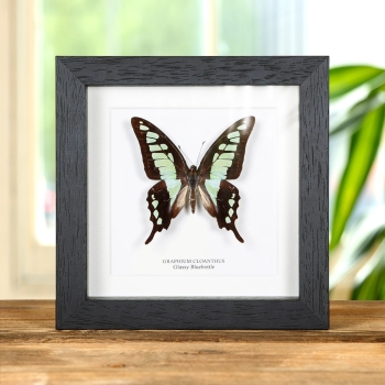 Glassy Bluebottle Butterfly In Box Frame (Graphium cloanthus)