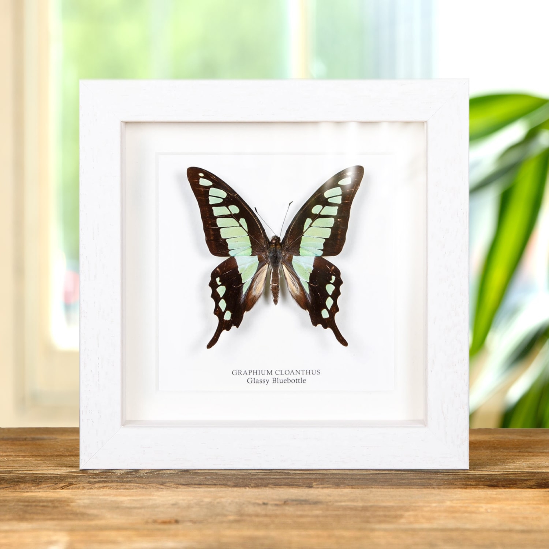 Glassy Bluebottle Butterfly In Box Frame (Graphium cloanthus)