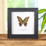 Minibeast Tailed Jay Swallowtail In Box Frame (Graphium agamemnon)