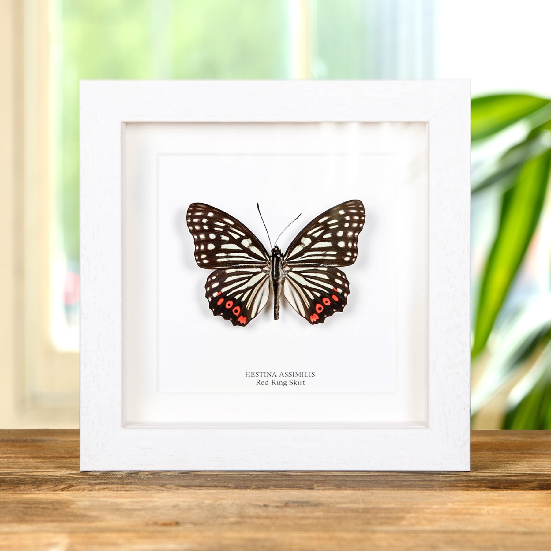 Red Ring Skirt In Box Frame (Hestina assimilis)