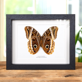 Gold Edged Owl Butterfly Ventral Side In Box Frame (Caligo uranus)