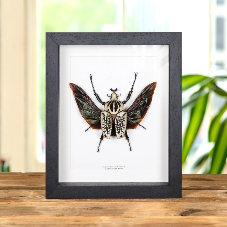 Giant Goliath Beetle In Box Frame (Goliathus orientalis)