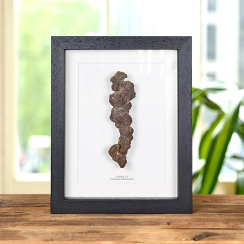 Fossilised Dinosaur Poo In Box Frame (Coprolite)